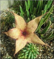 Stapelia gigantea A jardinet